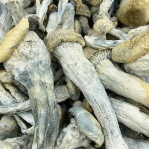 Mountain Resort Yeti Mushrooms
