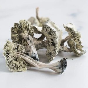 Albino A Mushrooms