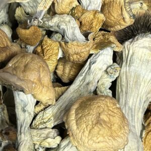 Penis Envy Mushrooms